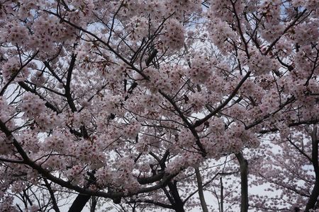 名古屋城　桜満開
