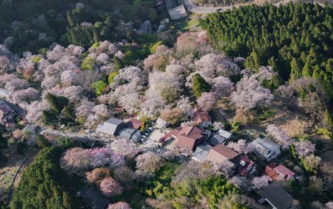 吉野山の桜  #カレンダー2024