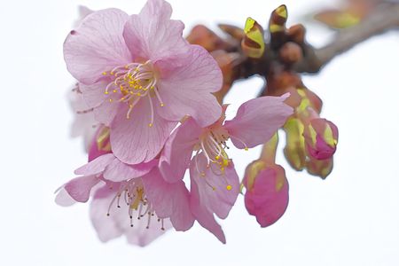 一部咲き前の河津桜