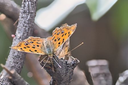 樹液を吸引中のキタテハ