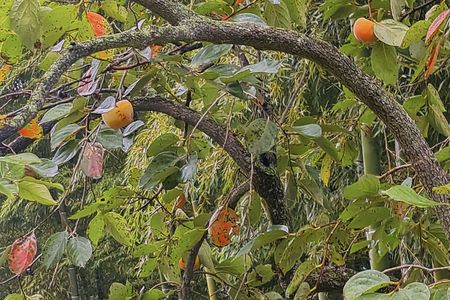 たわわにシナル