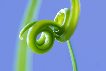 生きる・伸びて巻き付いて生きる・・