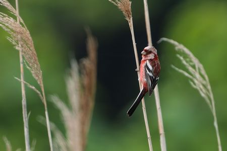 あれ、秋っぽい？