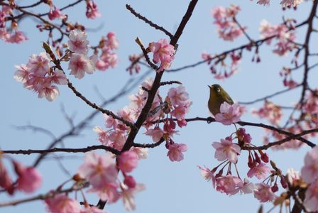 桜とメジロ