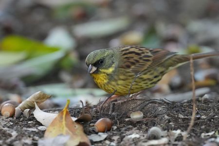 元気なアオジ君
