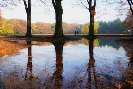 小金井公園の樹々と紅葉