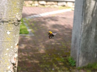 藤棚の周りで飛ぶハチ