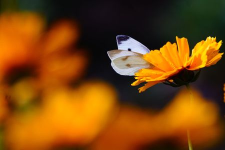 黄色の花とモンシロチョウ