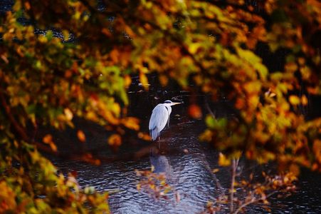 紅葉とアオサギ