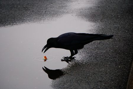 カラスの親子