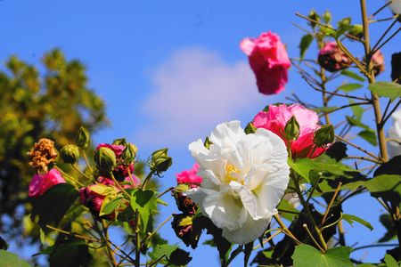 秋に咲く花　色々