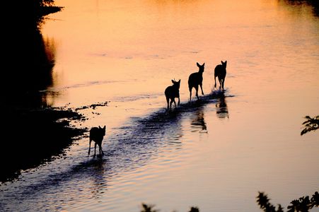 朝焼けに　野生の鹿走る