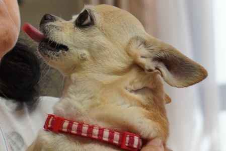 ワンちゃんペロリ・・・