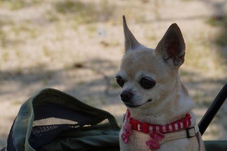 初カートに乗ってワン・・・