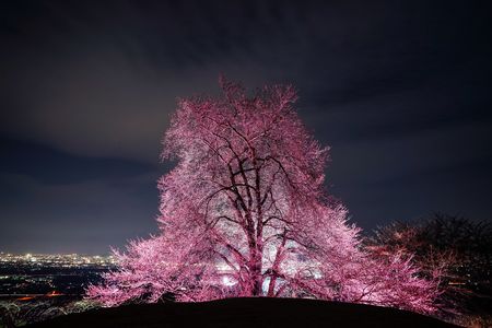 夜桜モドキ
