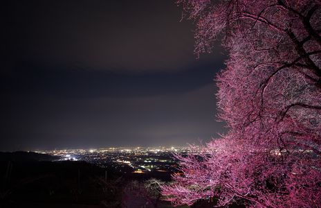 夜桜モドキと夜景