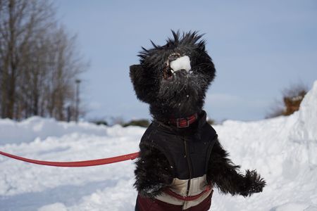 雪玉キャッチ！！