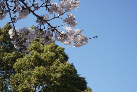 桜