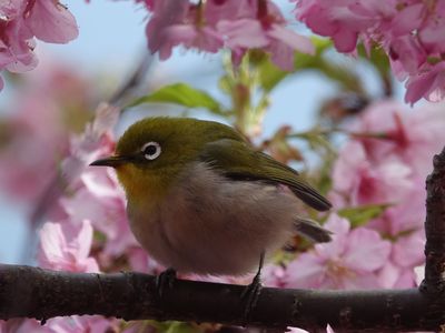 日本の春　間近