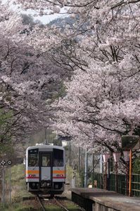Cherry blossoms gate