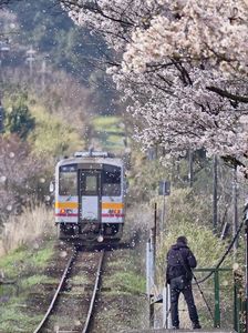 桜吹雪の中往った汽車