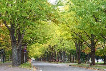 紅葉・黄葉・緑葉～20251023北大構内