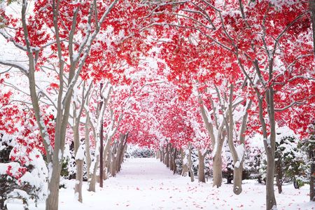 雪紅葉～20251108