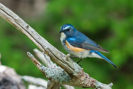 夏のルリビタキ