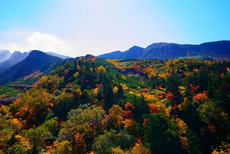 十勝岳紅葉