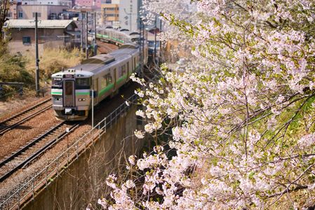 列車と桜の共演