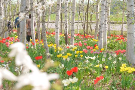 春の花咲き乱れる上野ファーム