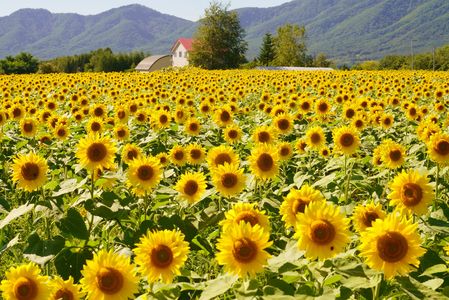 太陽の花