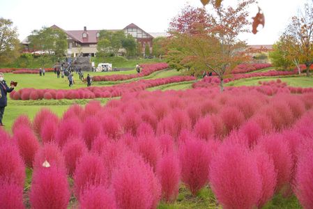 真っ赤なコキア