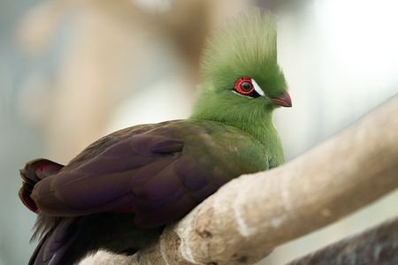 掛川花鳥園