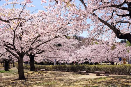 八戸公園の桜2024