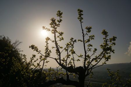 紀ノ川の柿の木