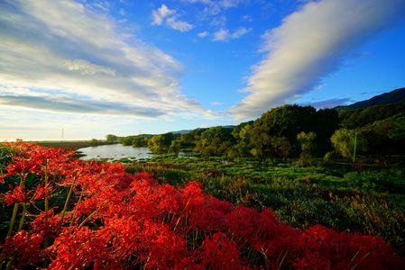 津屋川堤の彼岸花