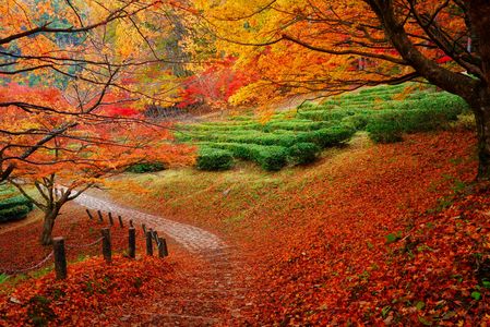 茶畑の道　行きつく先は