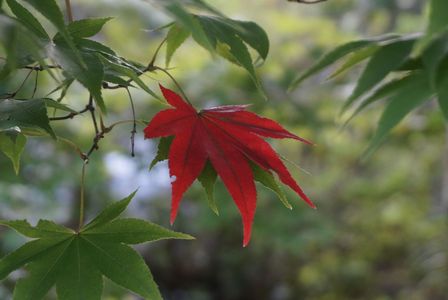 気が早いのを１人見つけた