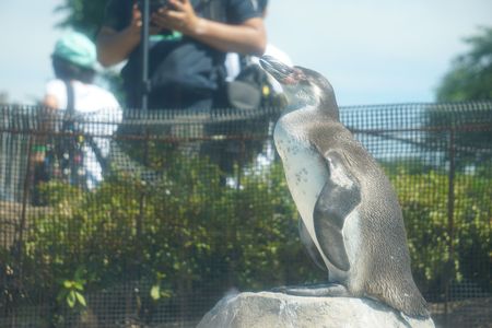 【2017/06/17@東武動物公園】ペンギンたちのモデル撮影会