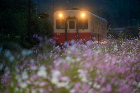 夕暮れのコスモスと小湊鐡道