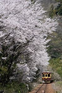 桜とわたらせ渓谷鐡道