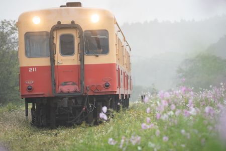 朝霧とコスモスの里山
