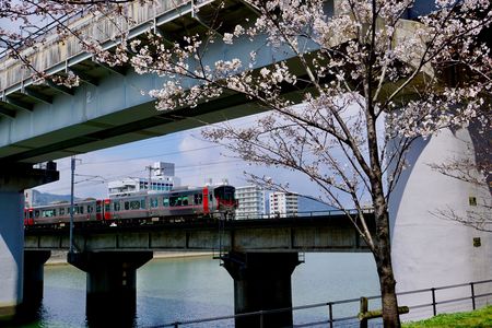 Cherry blossoms and Train