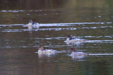 カワアイサがやって来た!!