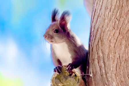 冬支度が進むエゾリス