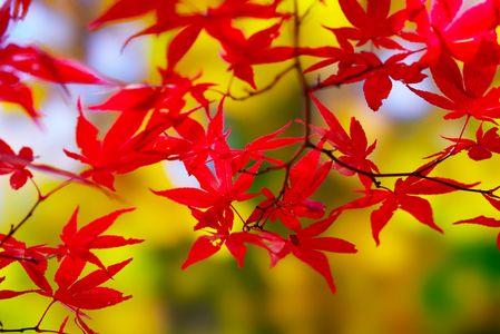 紅葉🍁紅葉🍁紅葉🍁