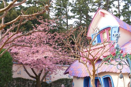 桜×ミニーの家