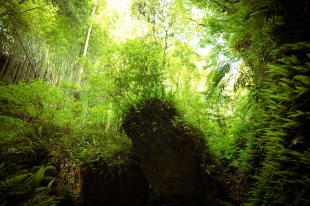 伊尾木洞の原生の森