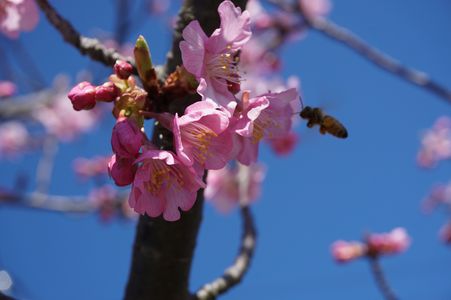 河津桜に蜂-春の訪れ